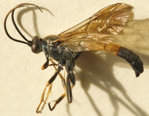 Ichneumon extensorius
